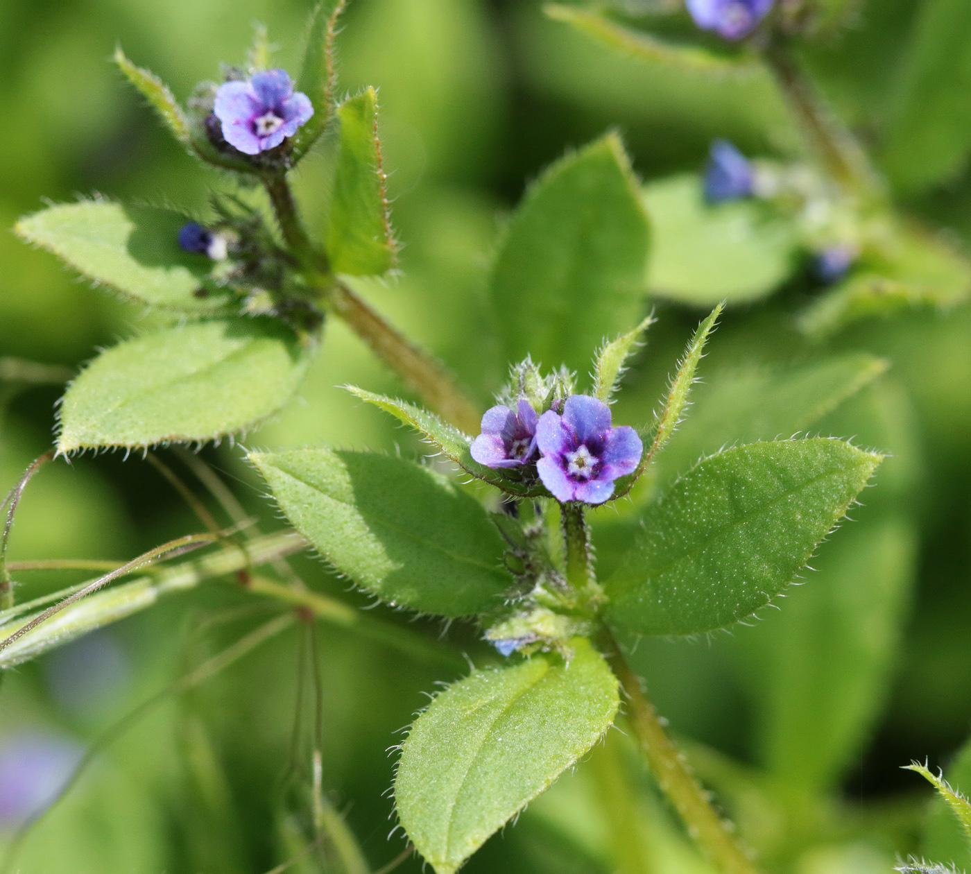 Image of Asperugo procumbens specimen.