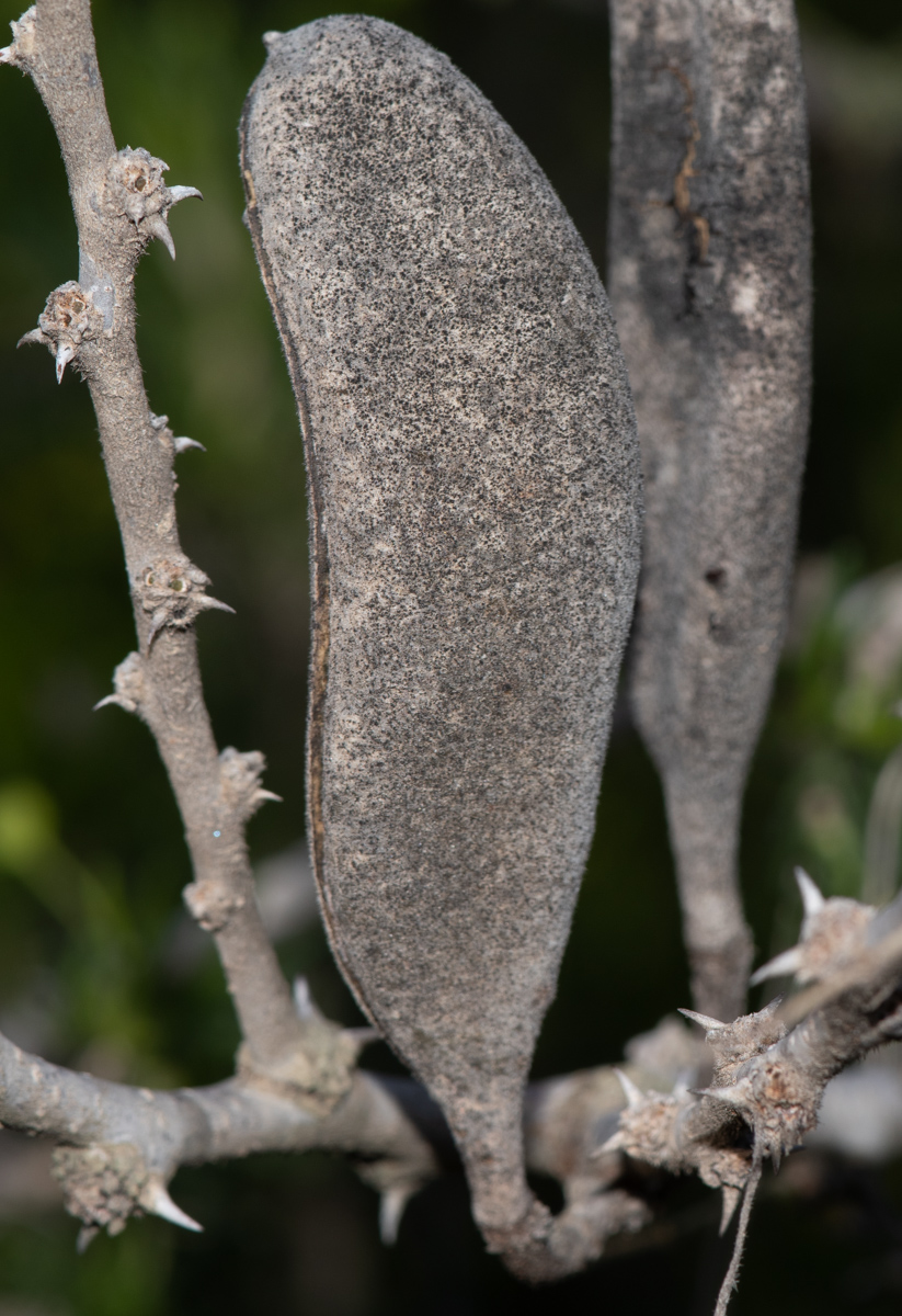 Изображение особи Vachellia hebeclada.