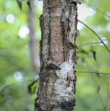 род Betula