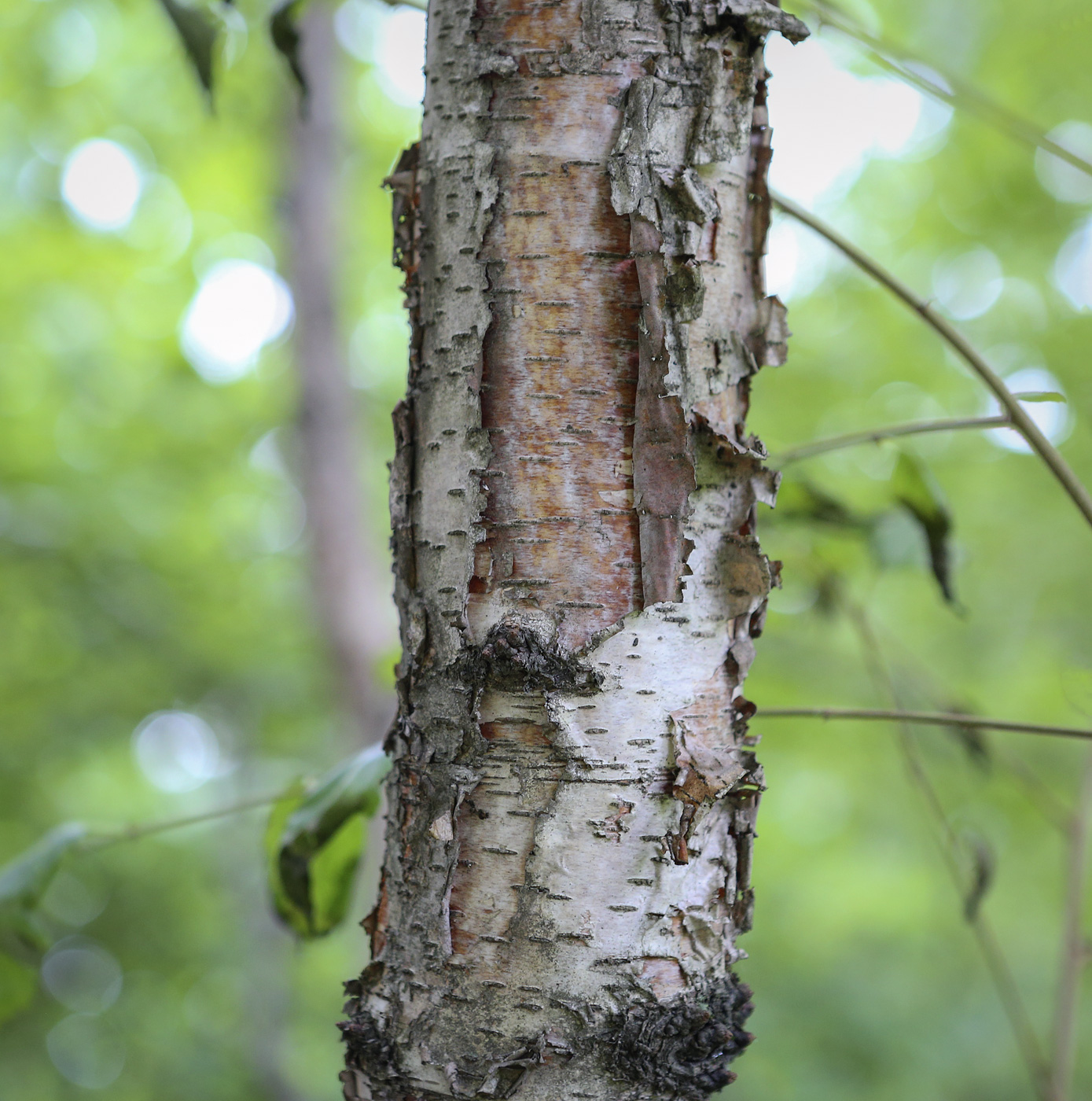 Image of genus Betula specimen.