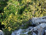 Pinus sylvestris ssp. hamata