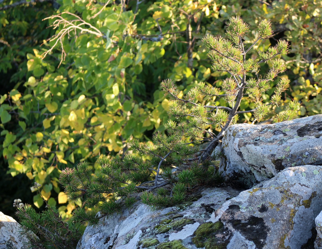 Image of Pinus sylvestris ssp. hamata specimen.