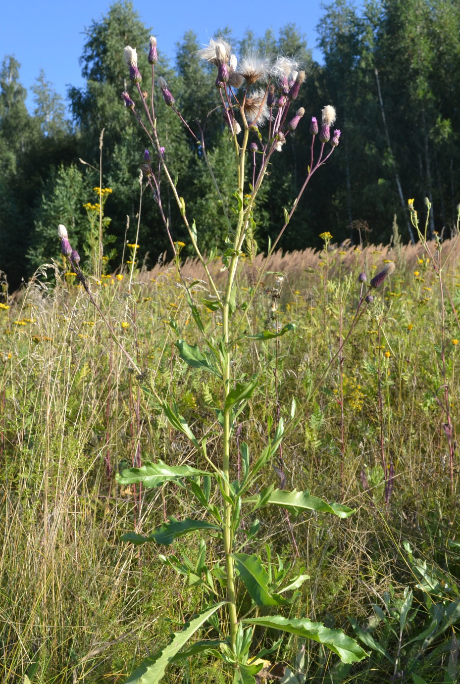 Изображение особи Cirsium setosum.