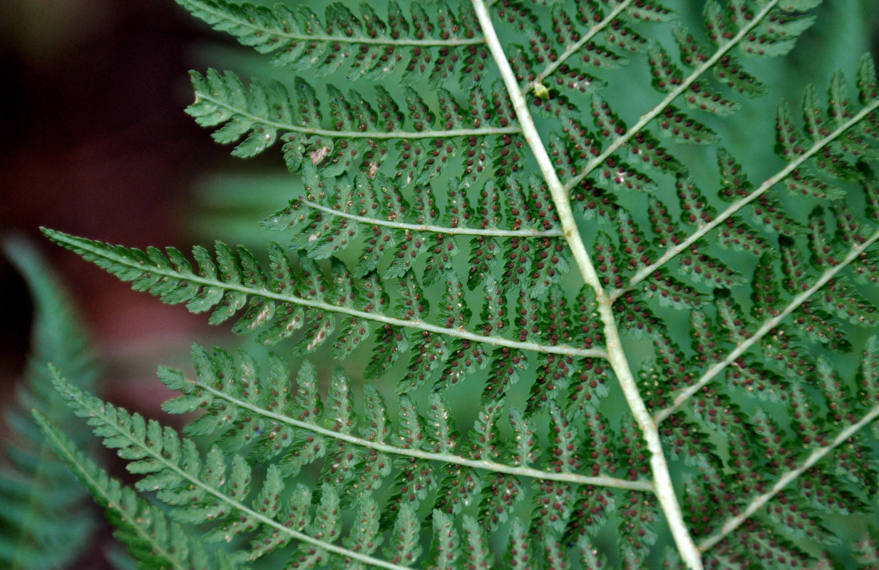 Image of Athyrium filix-femina specimen.