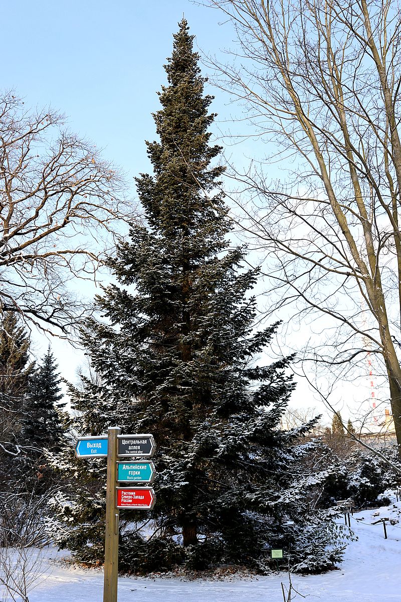 Изображение особи Abies nephrolepis.