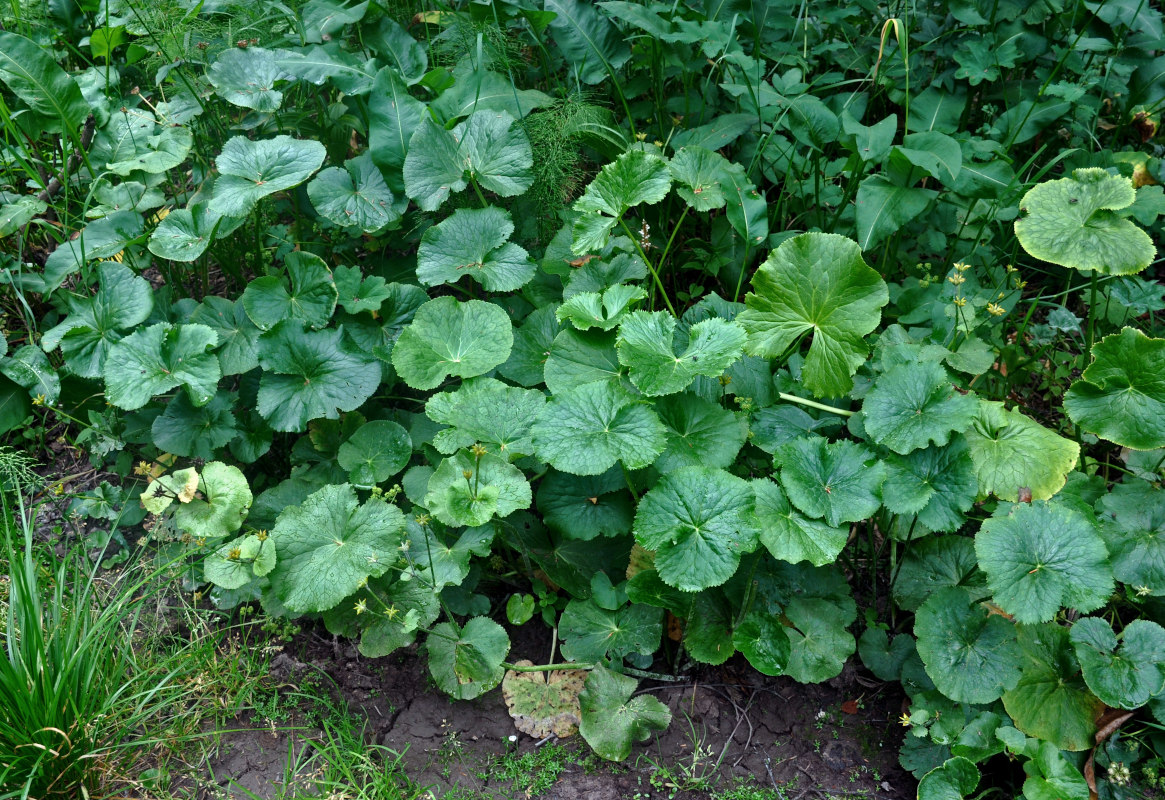 Image of Caltha palustris specimen.