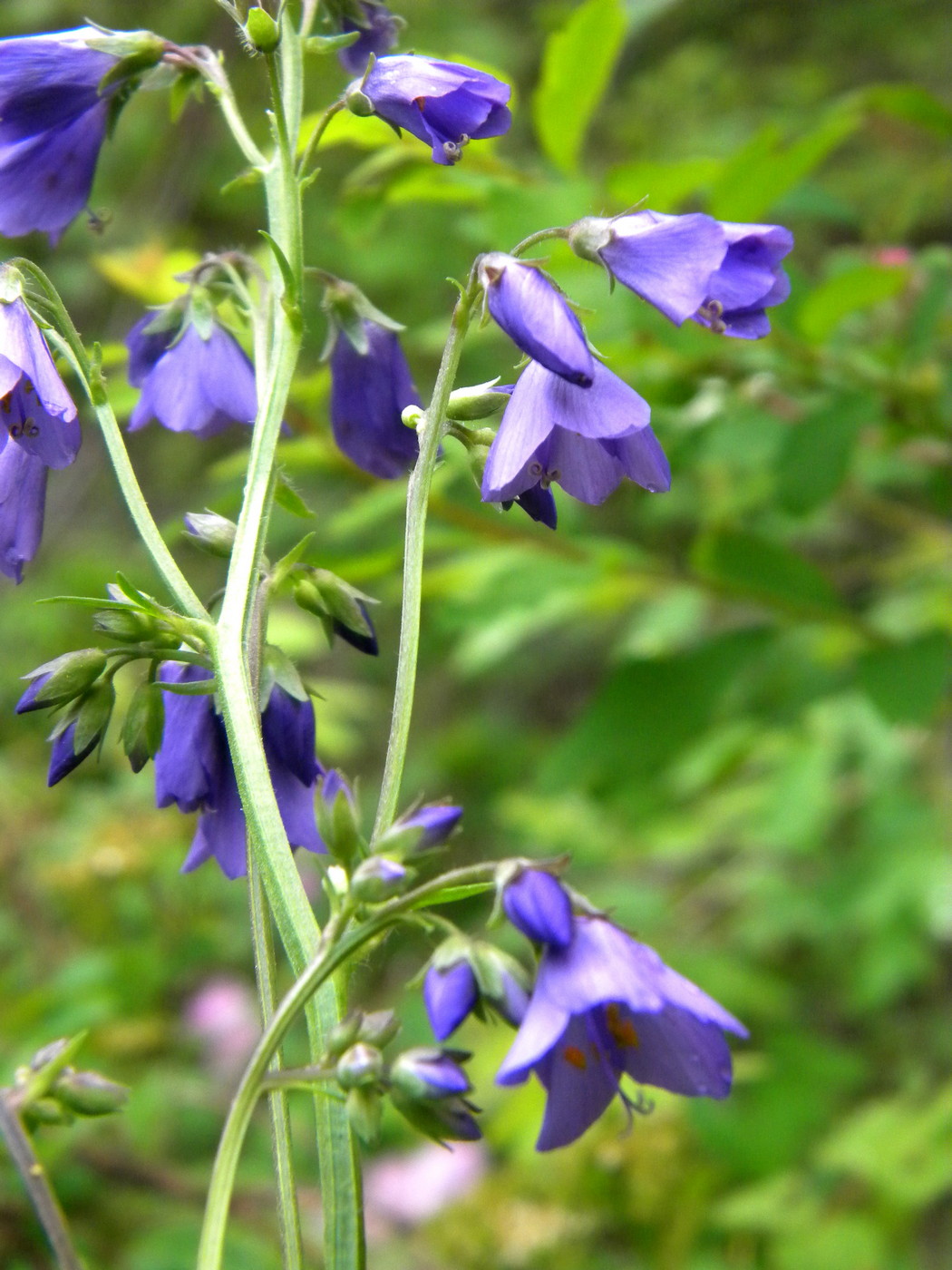 Image of Polemonium caeruleum specimen.