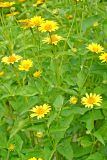 Heliopsis подвид scabra