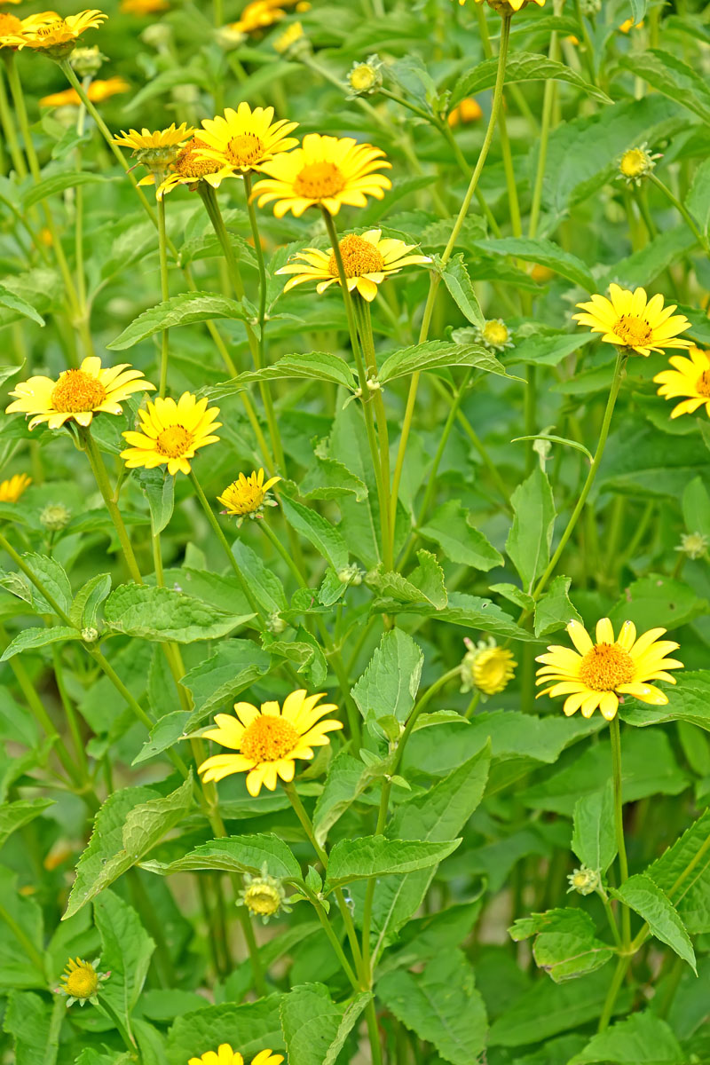 Image of Heliopsis helianthoides ssp. scabra specimen.