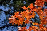 Acer platanoides. Верхушка ветви с листьями в осенней окраске. Московская обл., г. Железнодорожный, парк. 25.09.2020.