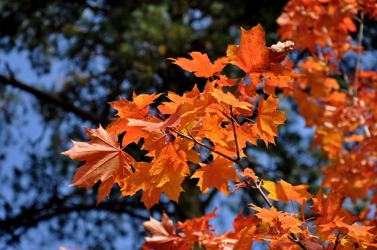 Изображение особи Acer platanoides.