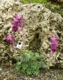 Saxifraga sempervivum. Цветущее растение ('Blanik'). Чехия, г. Прага, ботсад в Трое, в культуре. 22.04.2008.