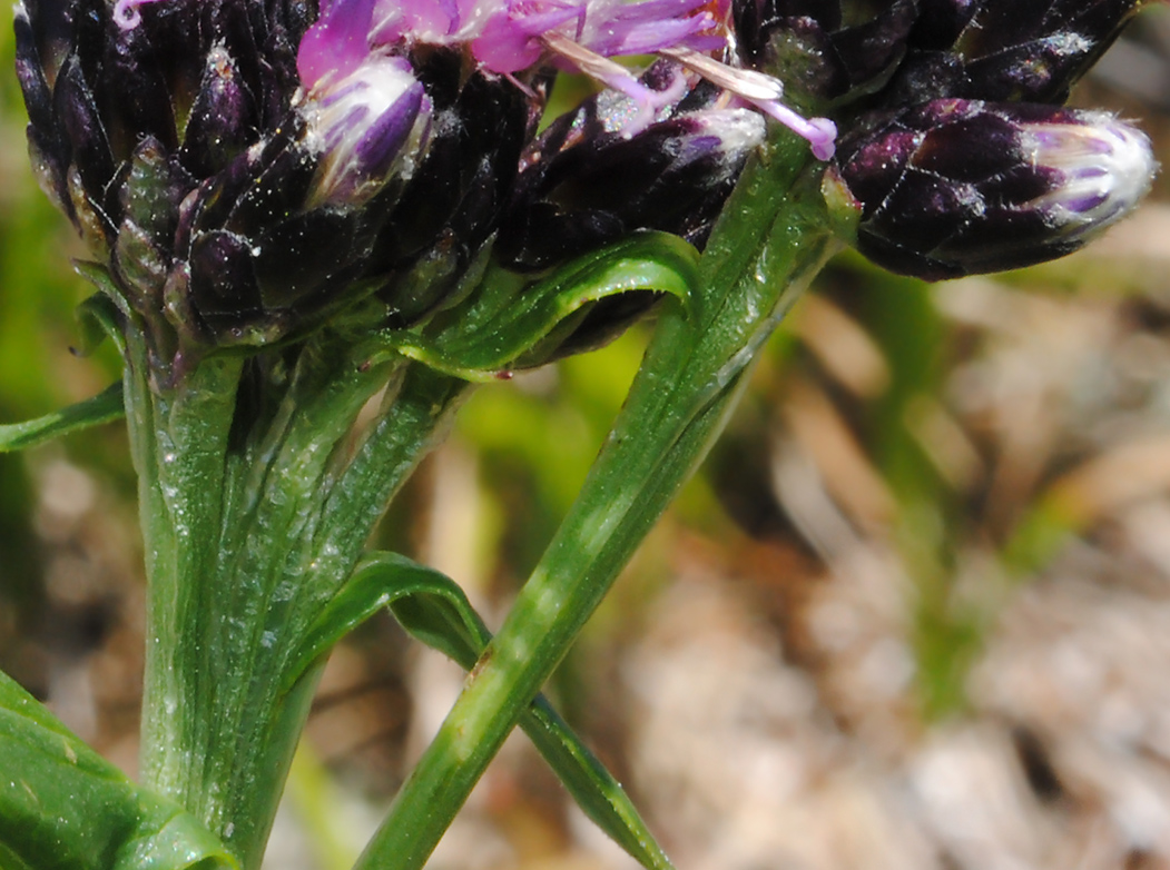 Image of Saussurea parviflora specimen.