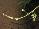 Wisteria sinensis