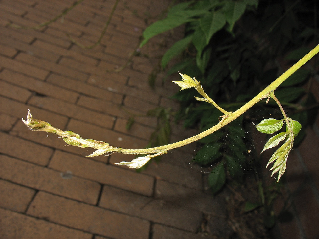 Image of Wisteria sinensis specimen.