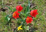 Tulipa suaveolens