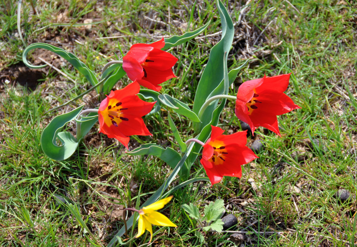 Изображение особи Tulipa suaveolens.