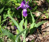 Iris aphylla