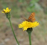 Trommsdorffia maculata