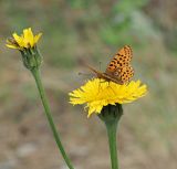 Image of taxon representative. Author is Денис Карацуба