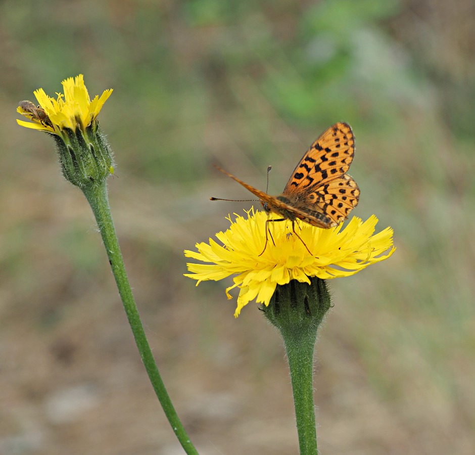 Image of Trommsdorffia maculata specimen.