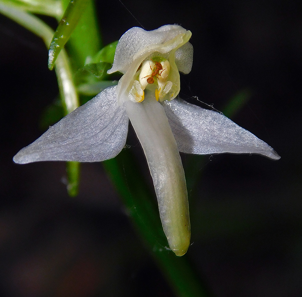 Изображение особи Platanthera bifolia.