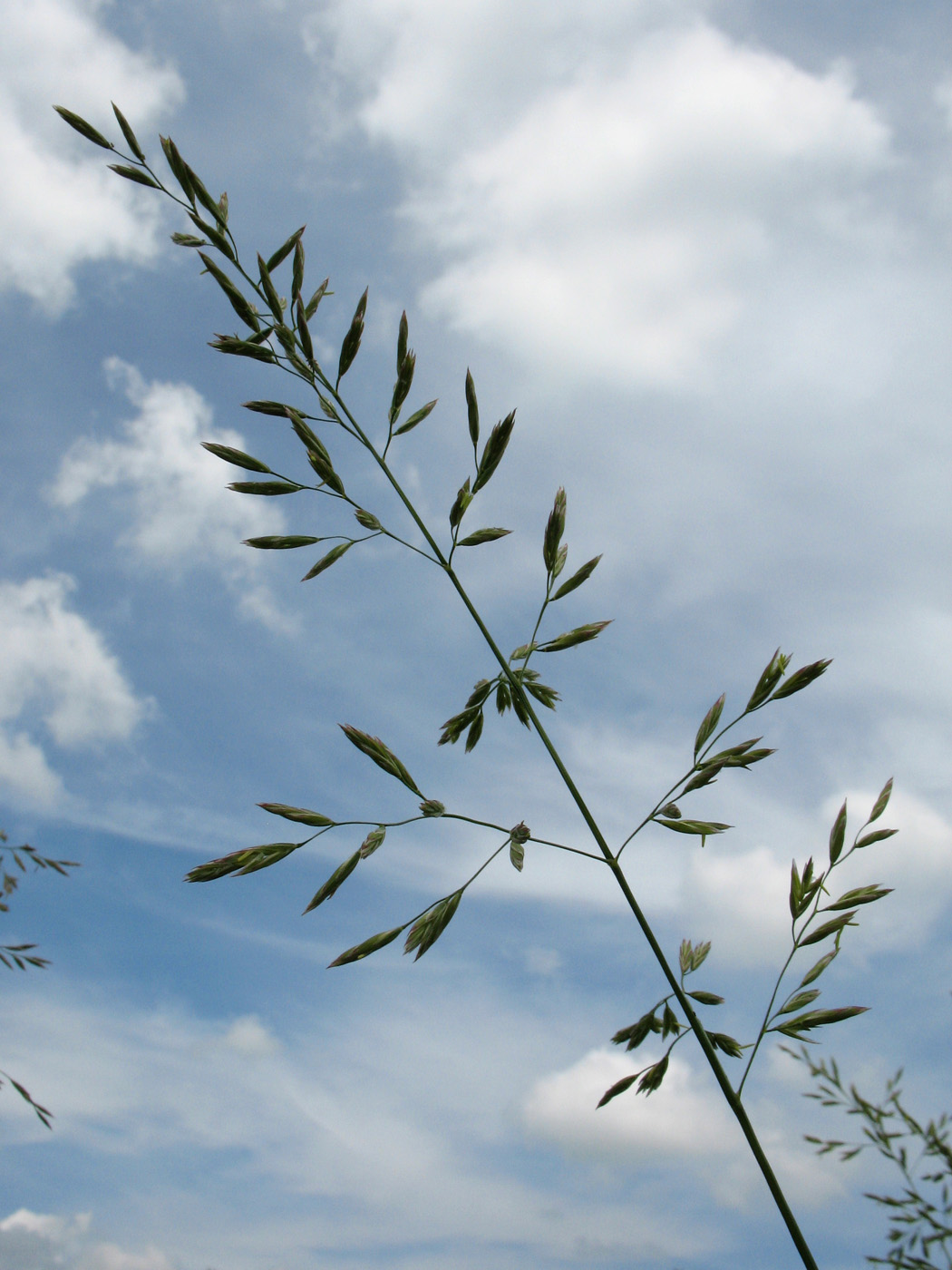 Image of Festuca pratensis specimen.