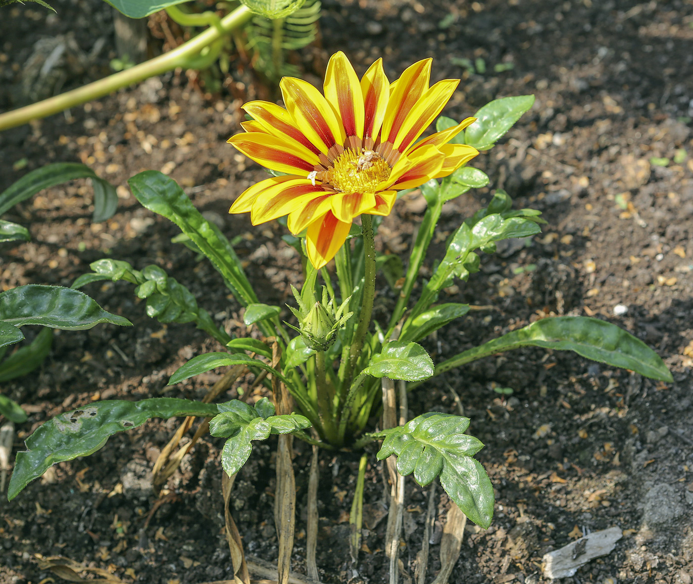 Image of Gazania &times; hybrida specimen.