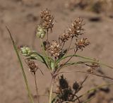 Plantago arenaria