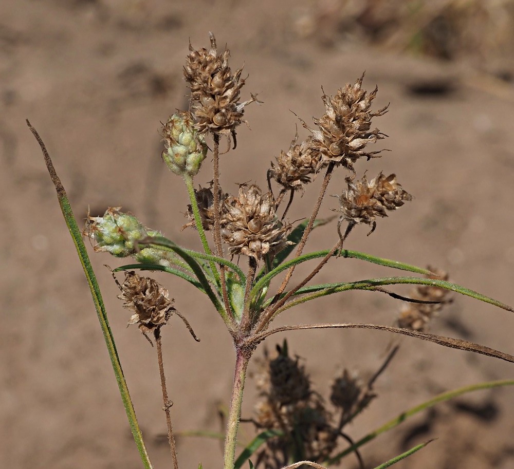 Image of Plantago arenaria specimen.