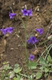 род Campanula