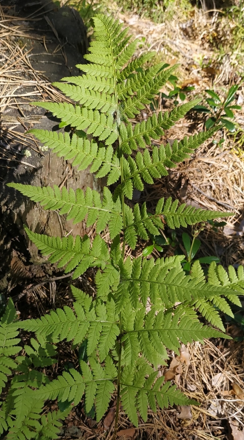 Изображение особи Dryopteris carthusiana.