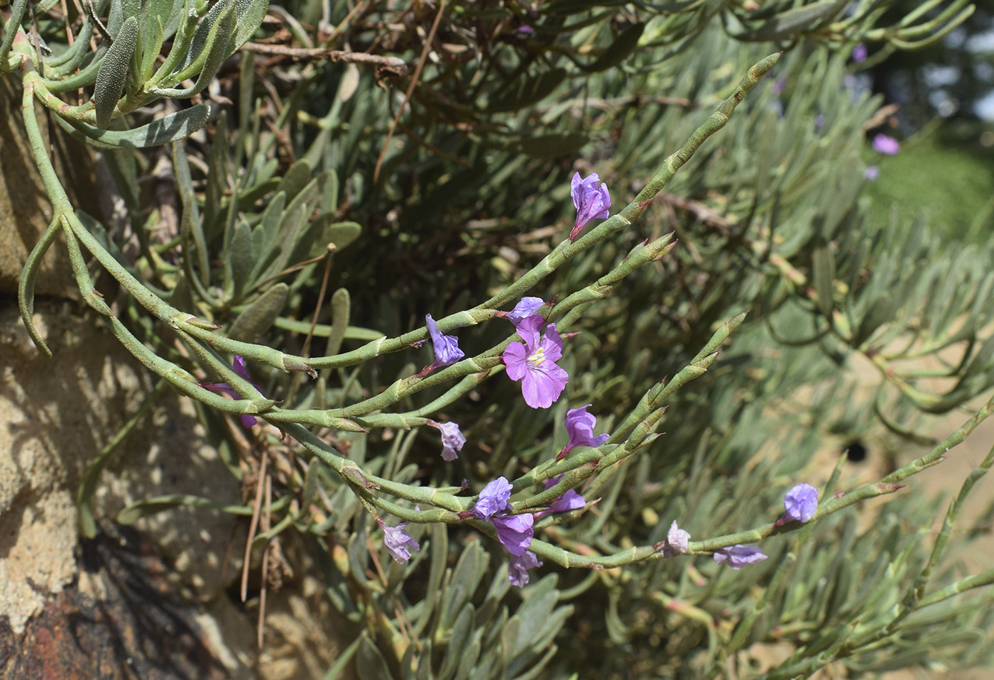 Image of Limoniastrum monopetalum specimen.