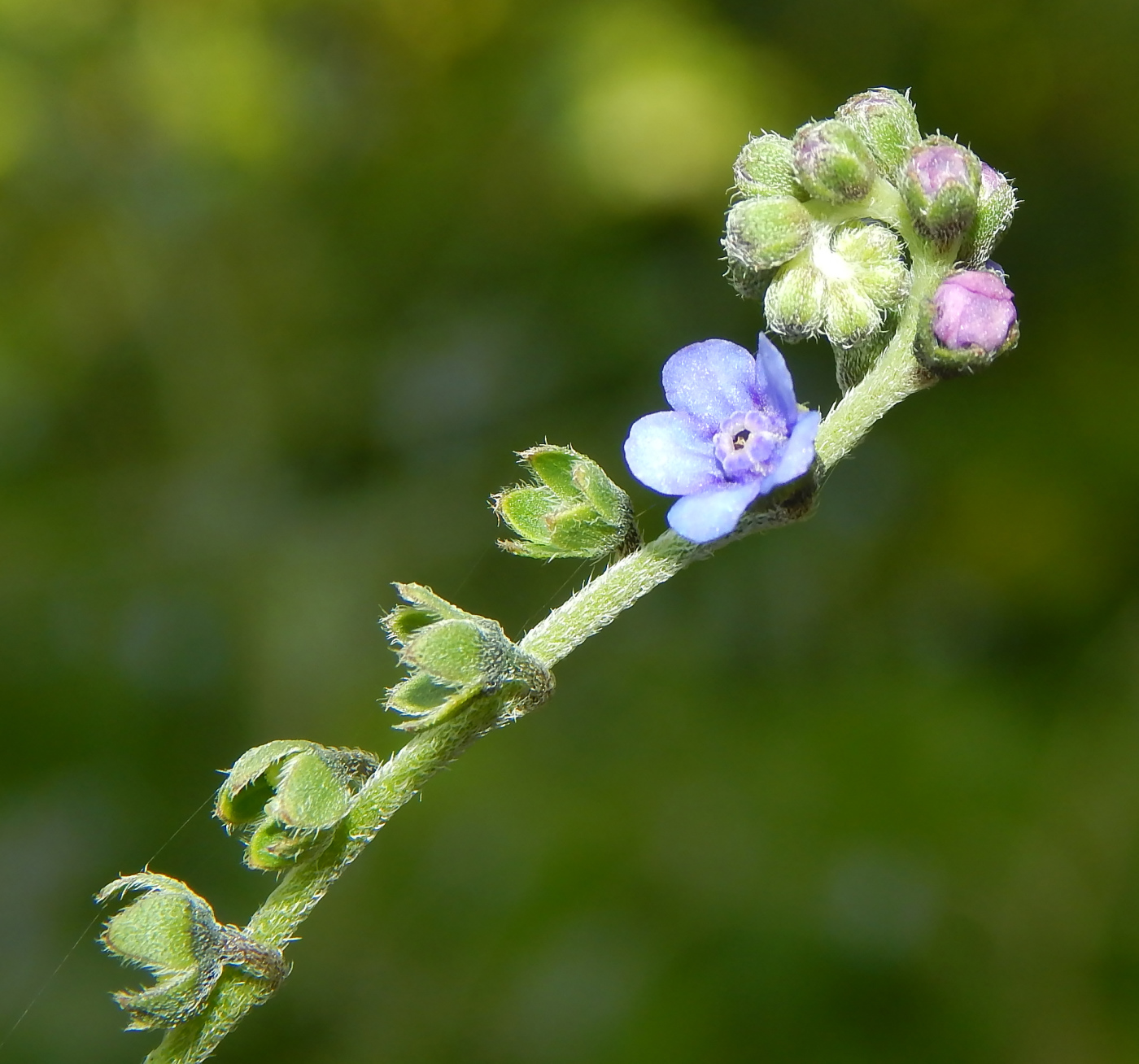 Image of Paracynoglossum glochidiatum specimen.