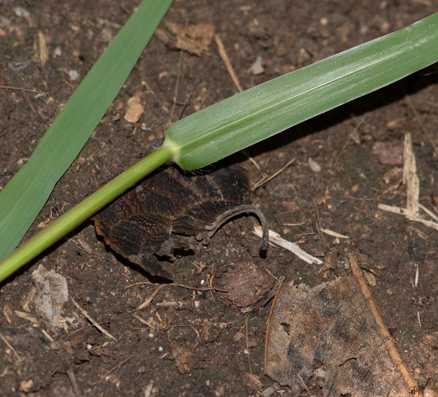 Image of Paspalum distichum specimen.