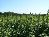 Amaranthus retroflexus