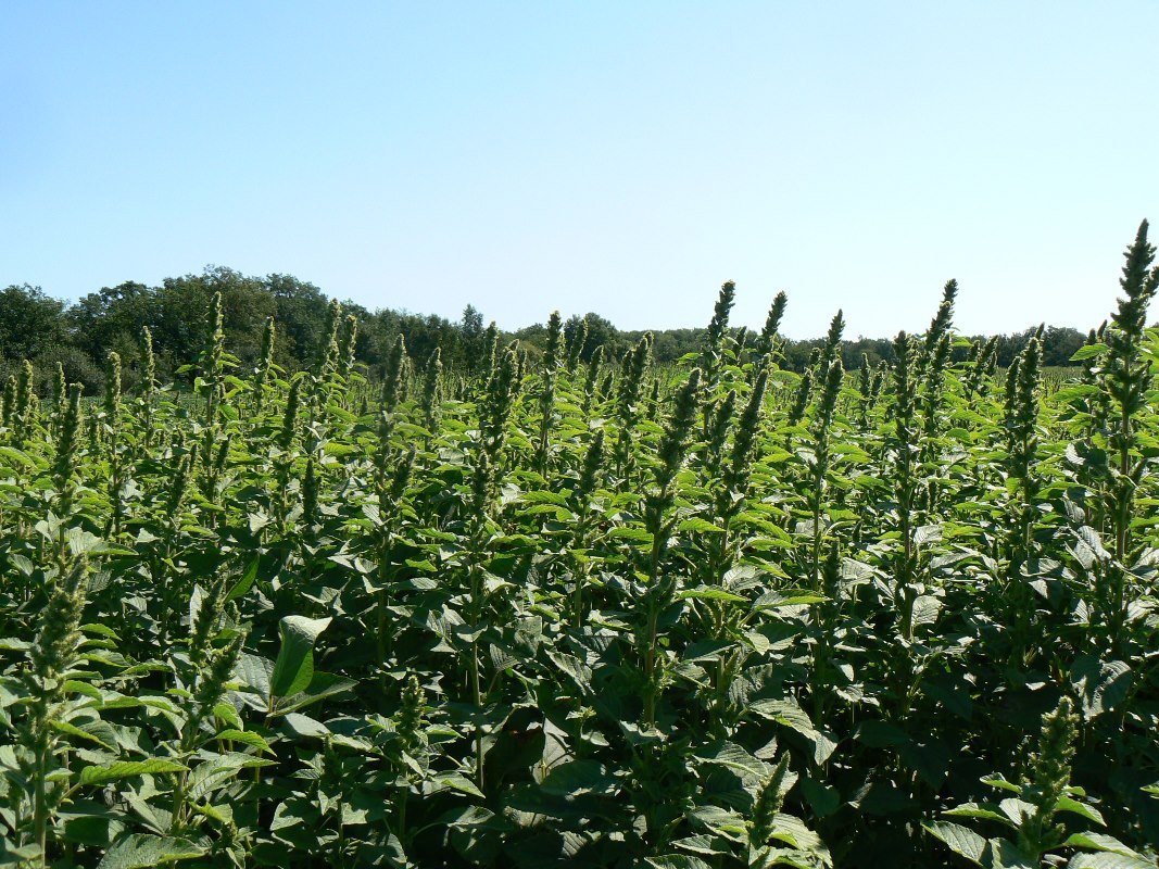 Image of Amaranthus retroflexus specimen.