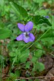 Viola ruppii