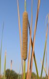 Typha angustifolia