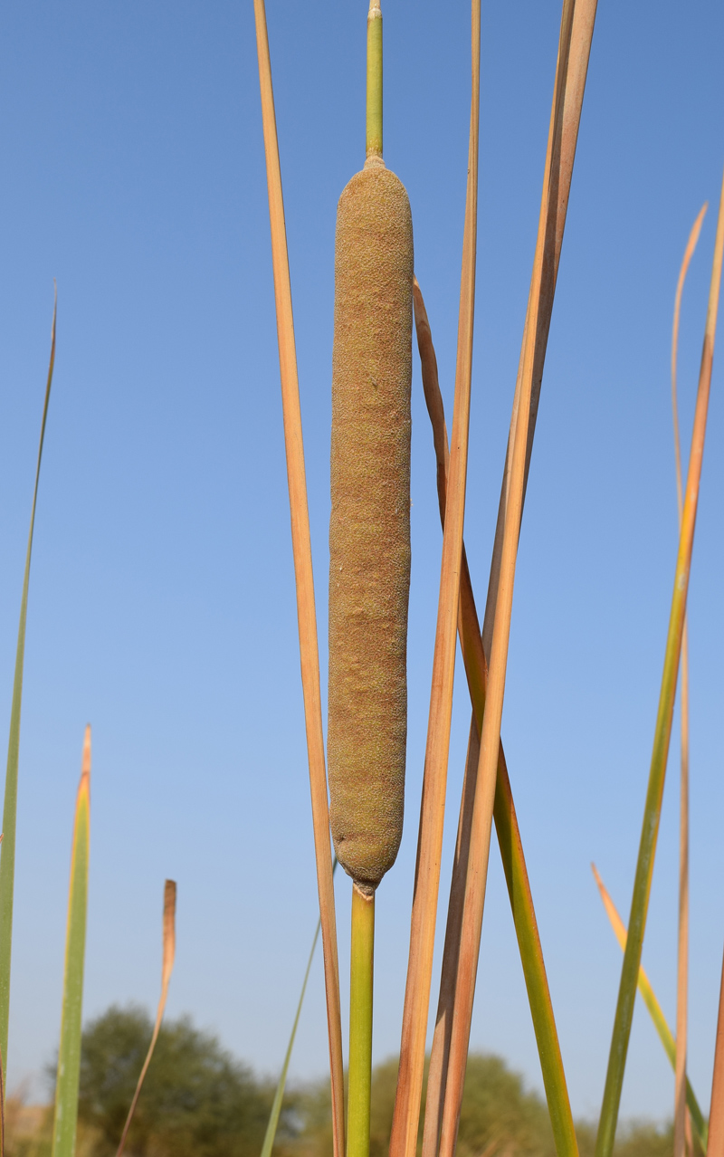 Image of Typha angustifolia specimen.