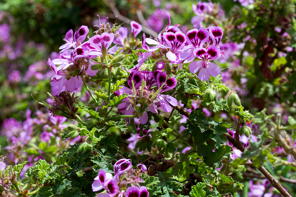 Изображение особи Pelargonium quercifolium.