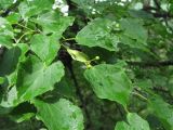 Tilia cordata