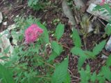 Spiraea japonica. Верхушка побега с соцветием. Северная Осетия, Пригородный р-н, окр. с. Михайловское, засоренная лесополоса близ ж. д. 17.06.2021.