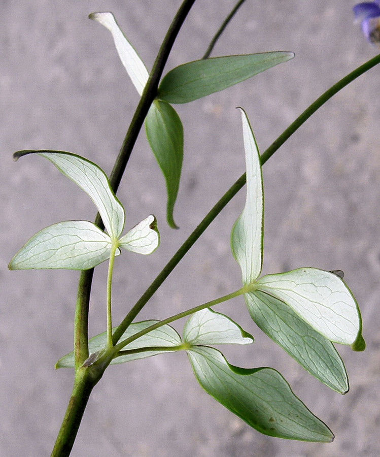 Image of Aquilegia parviflora specimen.