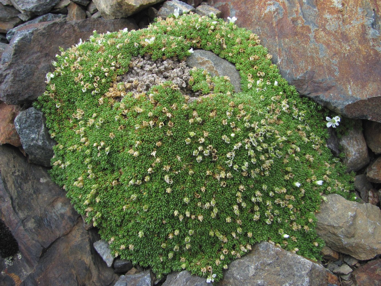 Image of Minuartia brotheriana specimen.