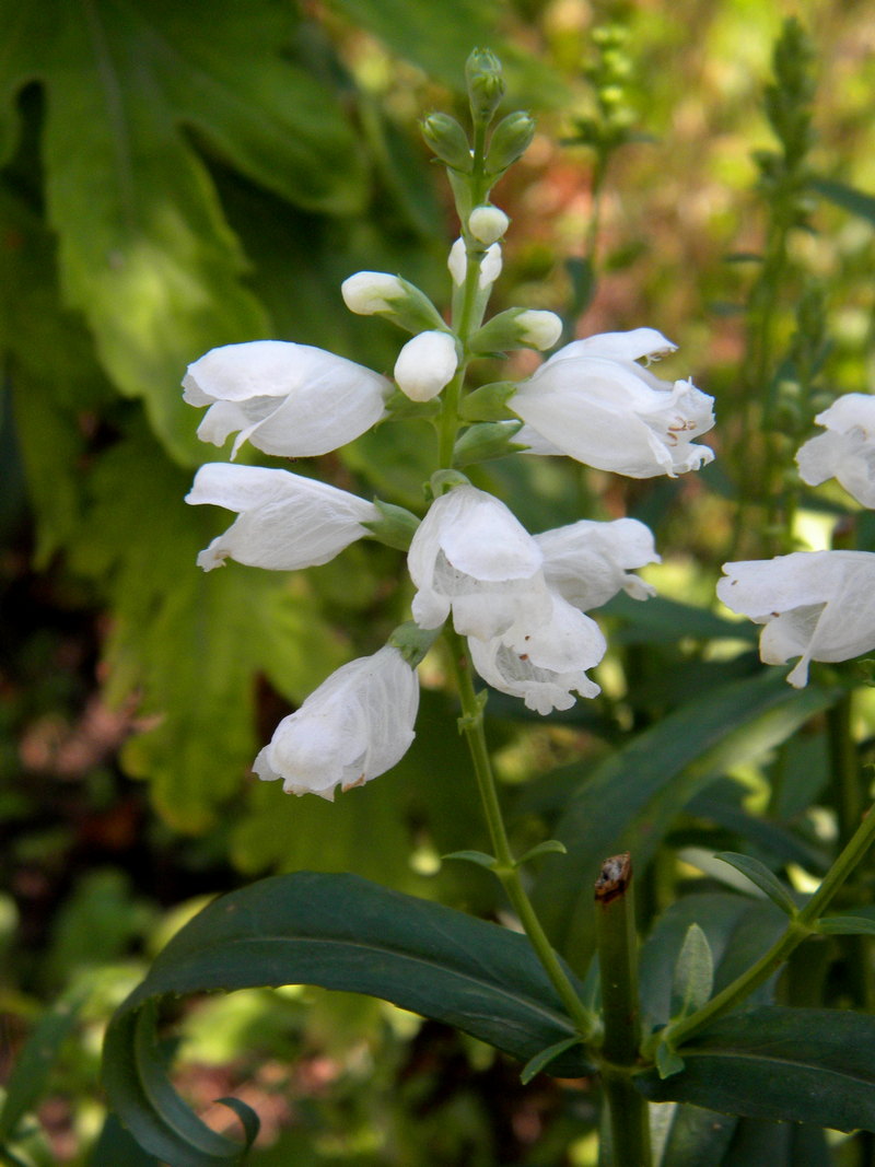 Изображение особи Physostegia virginiana.