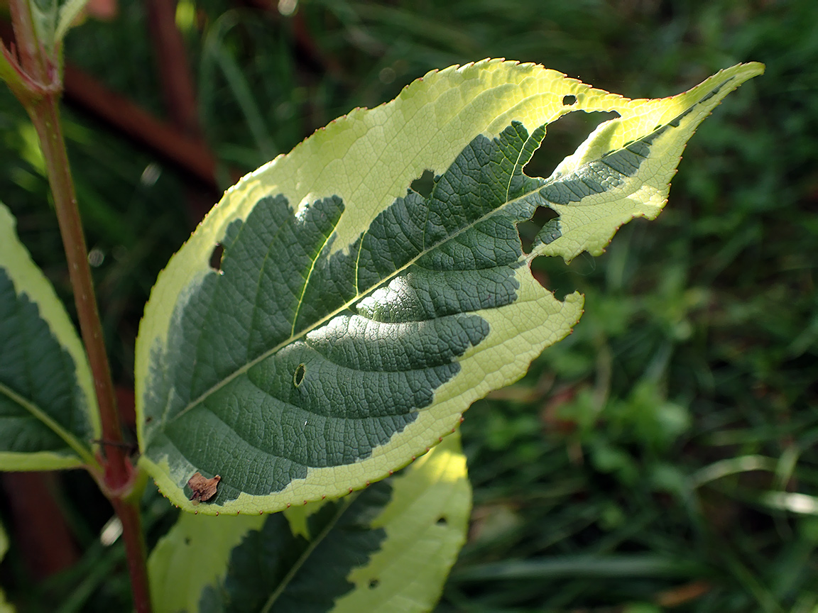 Image of Weigela florida specimen.