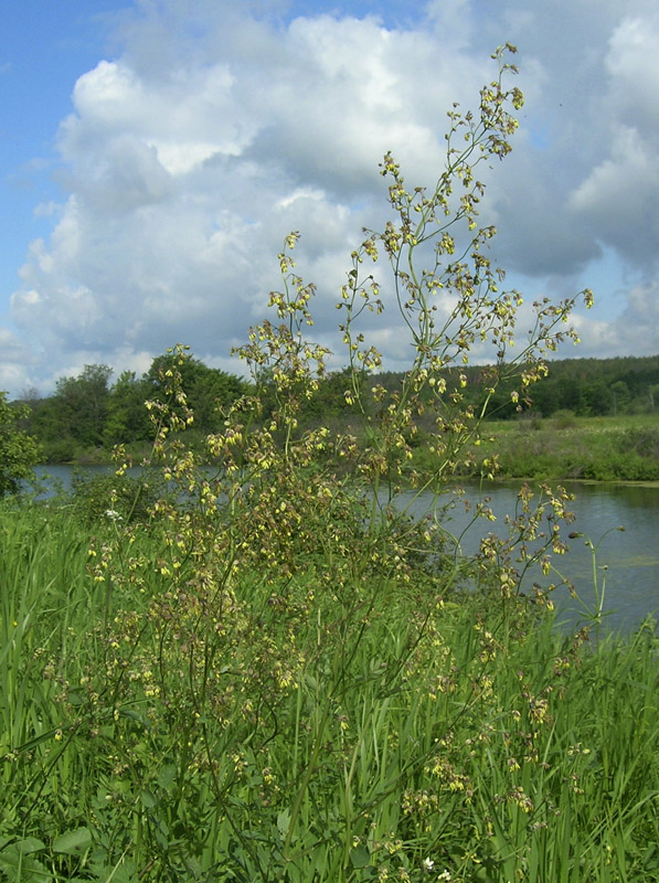 Image of Thalictrum minus specimen.