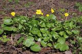 Ficaria verna