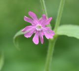 Melandrium dioicum. Цветок. Калужская обл., Боровский р-н, окр. дер. Семичёво, правый берег р. Руть, пойменный лес (черёмуха), обочина грунтовой дороги. 4 июня 2022 г.